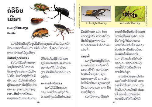 Samples pages from our book: Insects are Fascinating