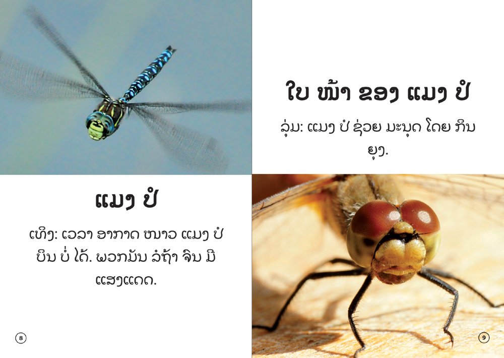 sample pages from The Insect That Uses Light to Talk, published in Laos by Big Brother Mouse