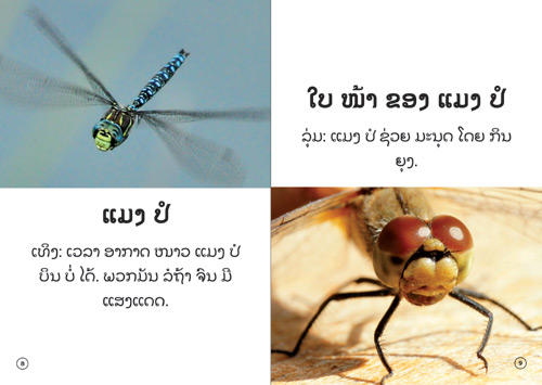 Samples pages from our book: The Insect That Uses Light to Talk